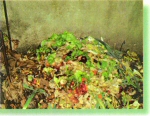Compost