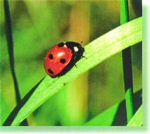 Solutions to Pesticides