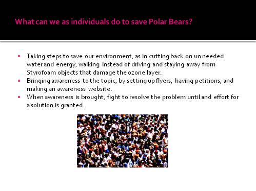 Individuals Polar Bears